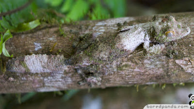 Which Animal Shows the Best Example of Camouflage