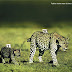 Creative WWF Wildlife Adverts that make you Save Our Planet
