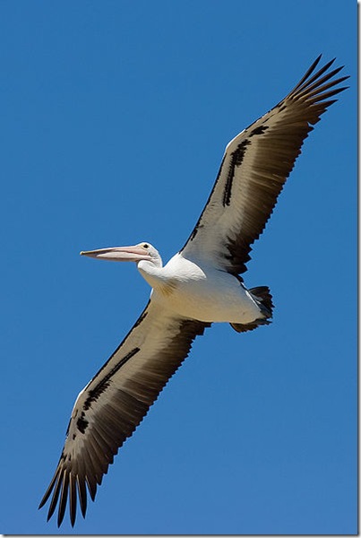 Australian_pelican_in_flight