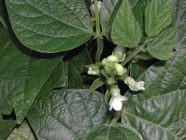 [Bean - dwarf - flowers[2].jpg]
