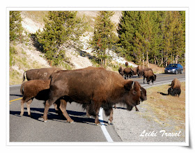 黃石公園野牛 水牛 Bison