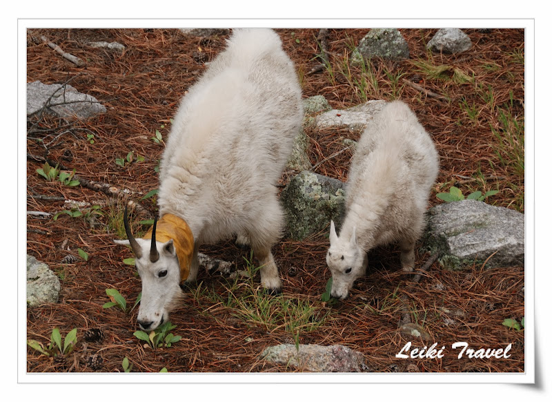 Mount Rushmore 總統石像, Mountain Goat