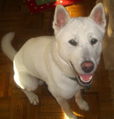 hund.jpg
