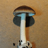 amanita mushroom