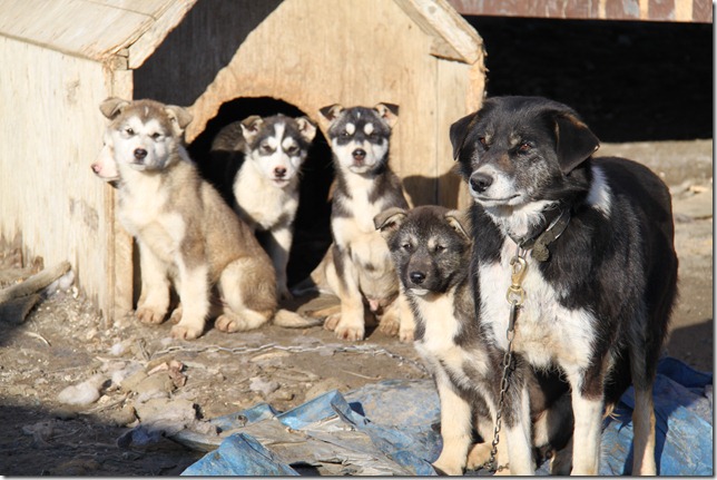 Next Years Sled Dogs?
