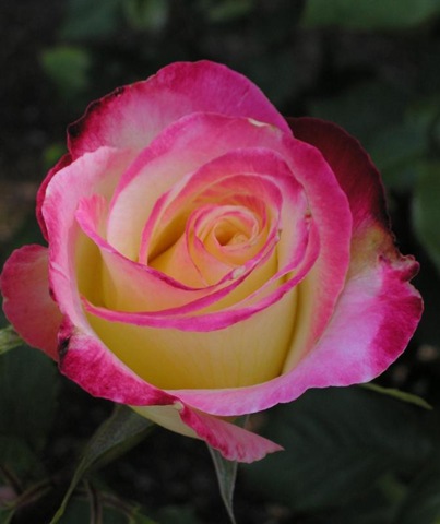 [pink white rose[2].jpg]