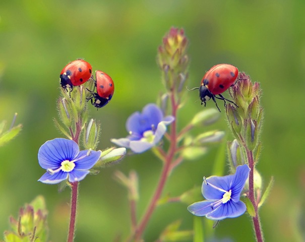 [ladybugs[11].jpg]