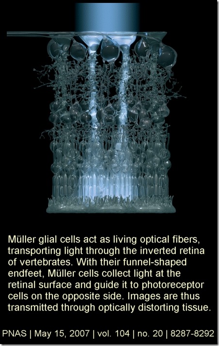 Muller Glial Cells