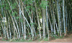 [bamboo trees[6].gif]