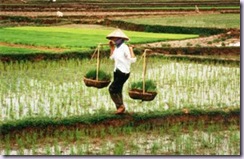 Farmer_in_Vietnam