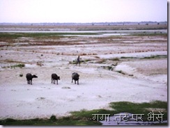 Ganga Buffelos
