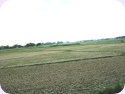 My Villageside Fields
