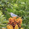 Sayaca Tanager (Sanhaço-cinzento)