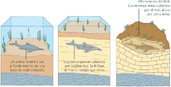 [fosilizacion[4].png]