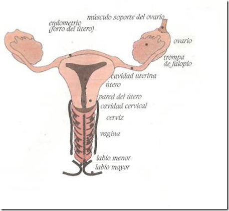 organos femeninos