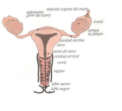 [organos femeninos[4].jpg]