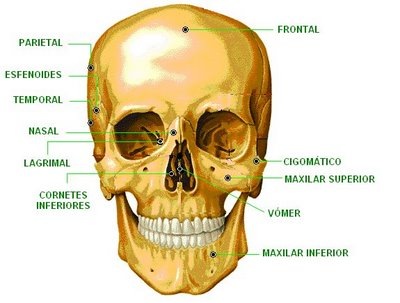 [region nasal[5].jpg]