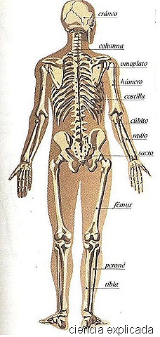 [esqueleto humano[33].jpg]