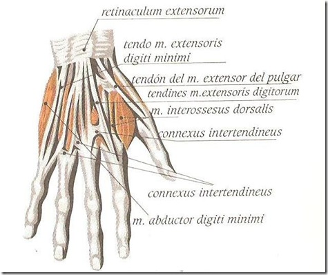 musculos de la mano