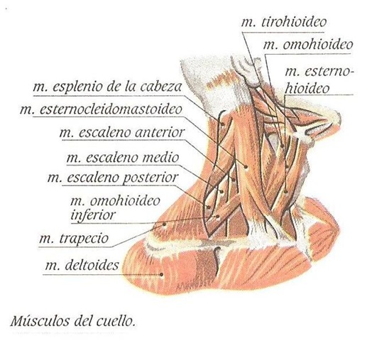 [musculos del cuello[9].jpg]