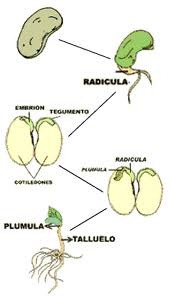[desarrollo vegetal 2[4].jpg]