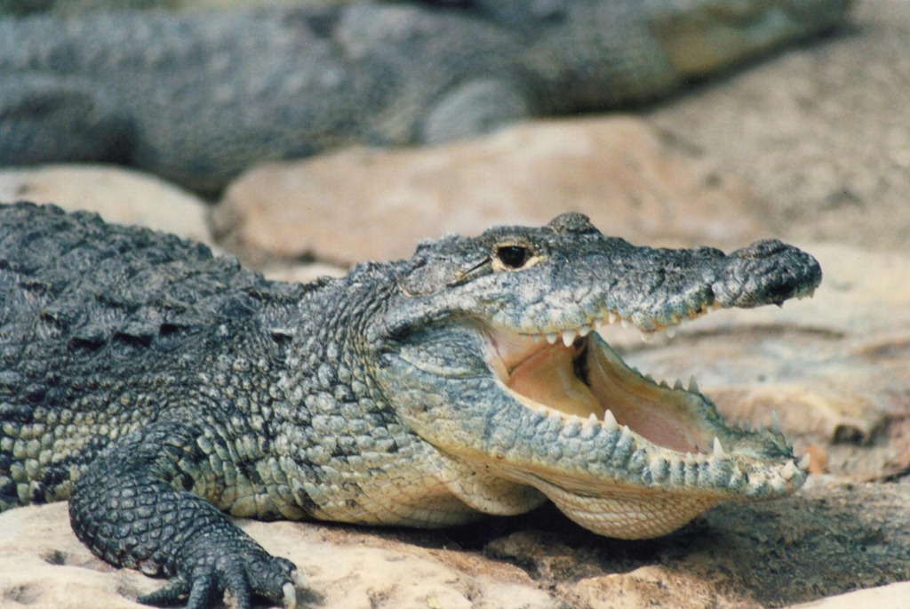 [reptil[4].jpg]