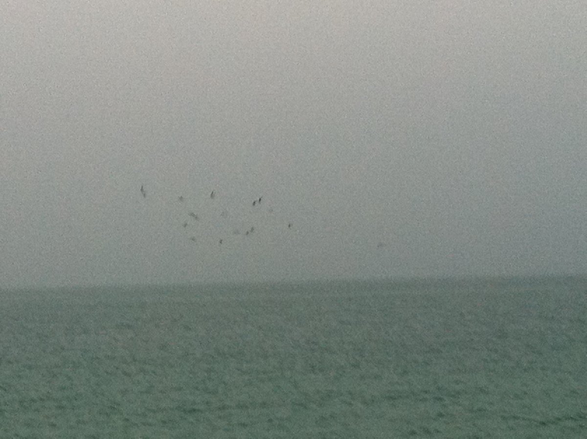 Sea birds