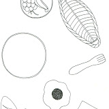 fichas varias plástica 010.jpg