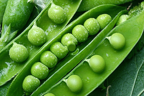 green peas water