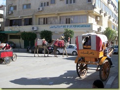 Camels and horses in the street