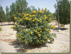 Yellow flower bush