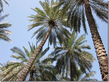 Oman Februarry 2011 019