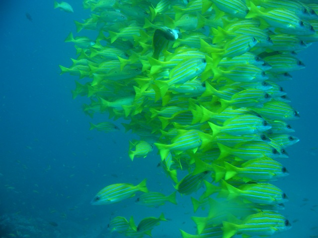 [School of yellow fish[3].jpg]
