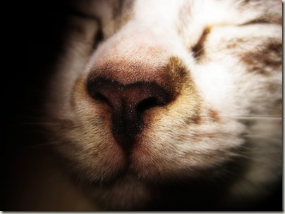 biggie nose