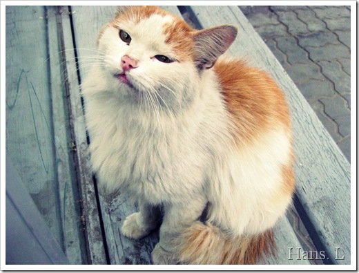 random cat i found near a bus stop