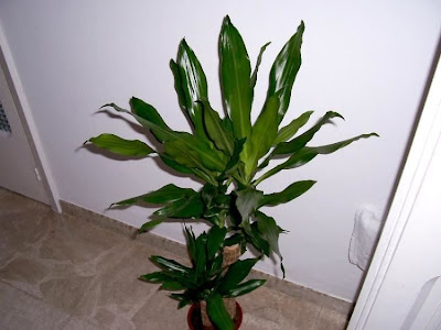 Dracaena fragrans,
fragrant dracaena,
palmillo