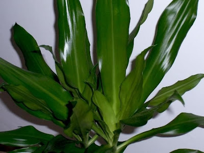 Dracaena fragrans,
fragrant dracaena,
palmillo