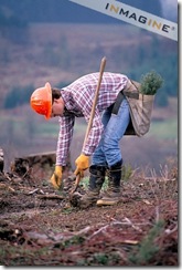 Logger planting trees