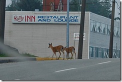 Deer in Town