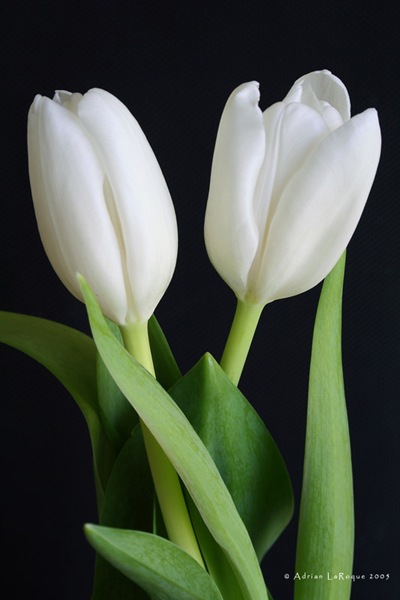 [Tulips[4].jpg]