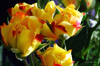 Yellow_Roses