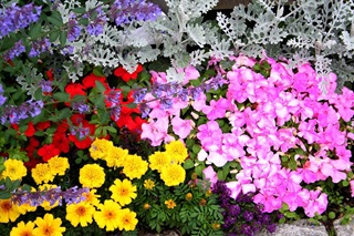 Flower_Colors