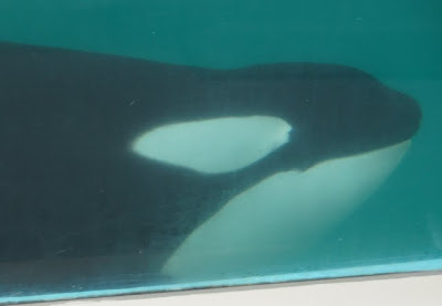 笑顔が一番 シャチのショー三昧