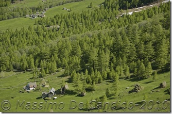 Bosco di larici - Val Cairasca