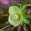 helleborus viridis