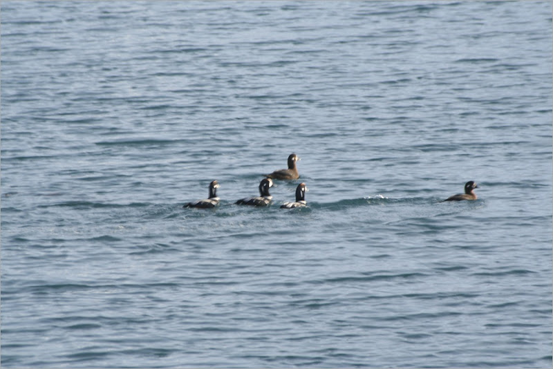 Harlequin Ducks. this was the best I could do...they were very wary of me and kept diving