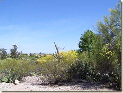Desert colors, wilted saguaro 4-30-2009 8-09-49 AM 2304x1728
