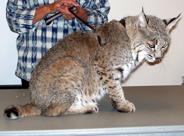 [best whole body bobcat 11-18-2009 6-18-27 AM 2028x1494[2].jpg]