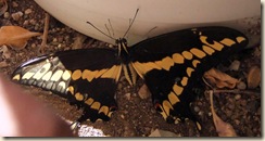 swallowtail back 3-24-2011 4-56-34 PM 1607x843