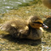 Baby mallard duck